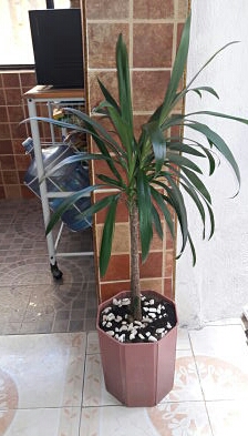 Que Planta Es Esta