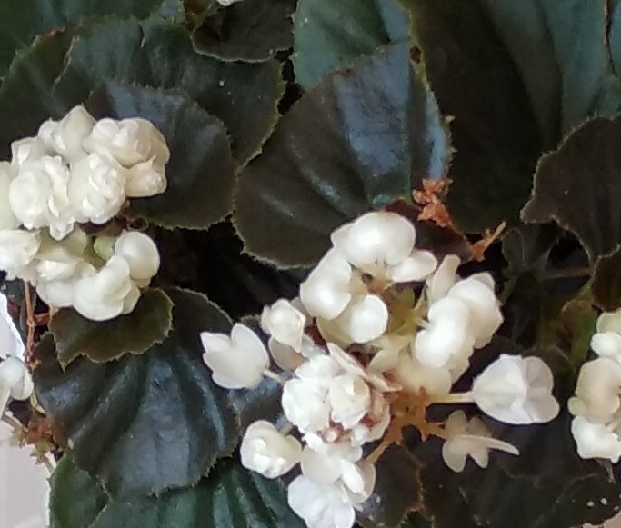 Planta tipo arbusto con flores pequeñas parecidas a rosas