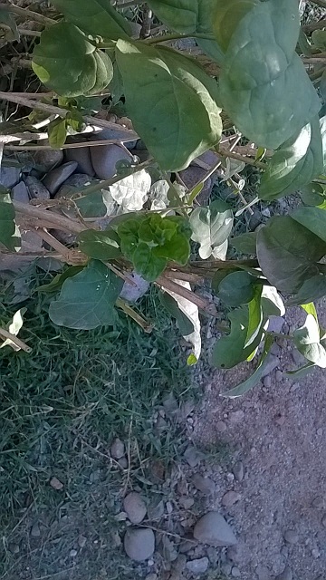 jazmín Gran Duque de Toscana empezó la floración