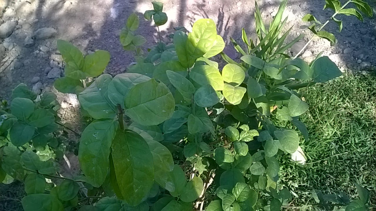 jazmín Gran Duque de Toscana empezó la floración