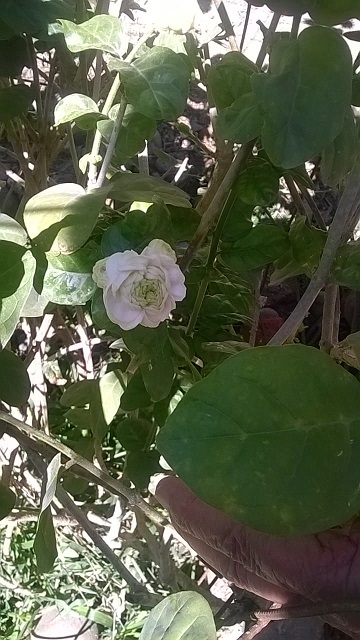 jazmín Gran Duque de Toscana empezó la floración