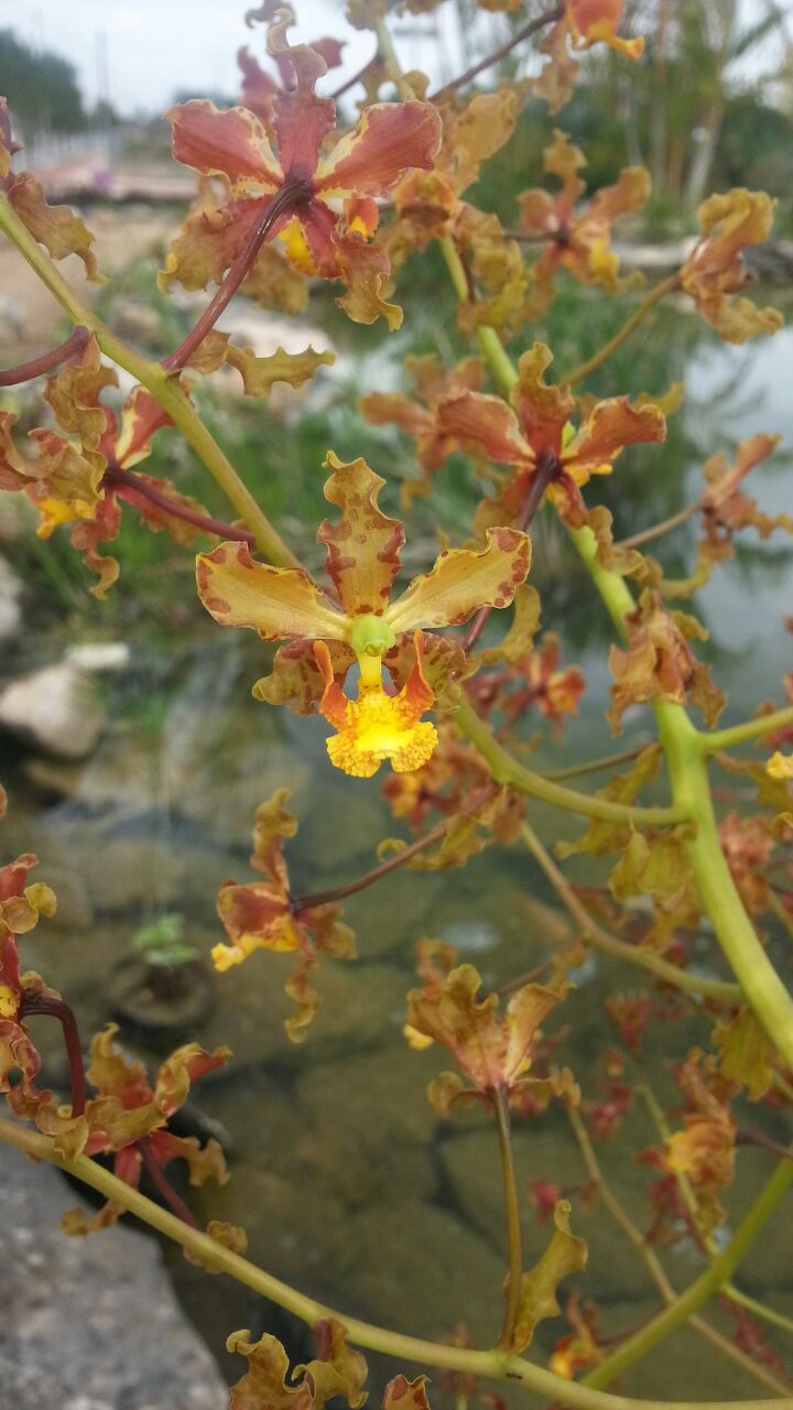 Silvestres - Orquídea silvestre de Yucatán, México