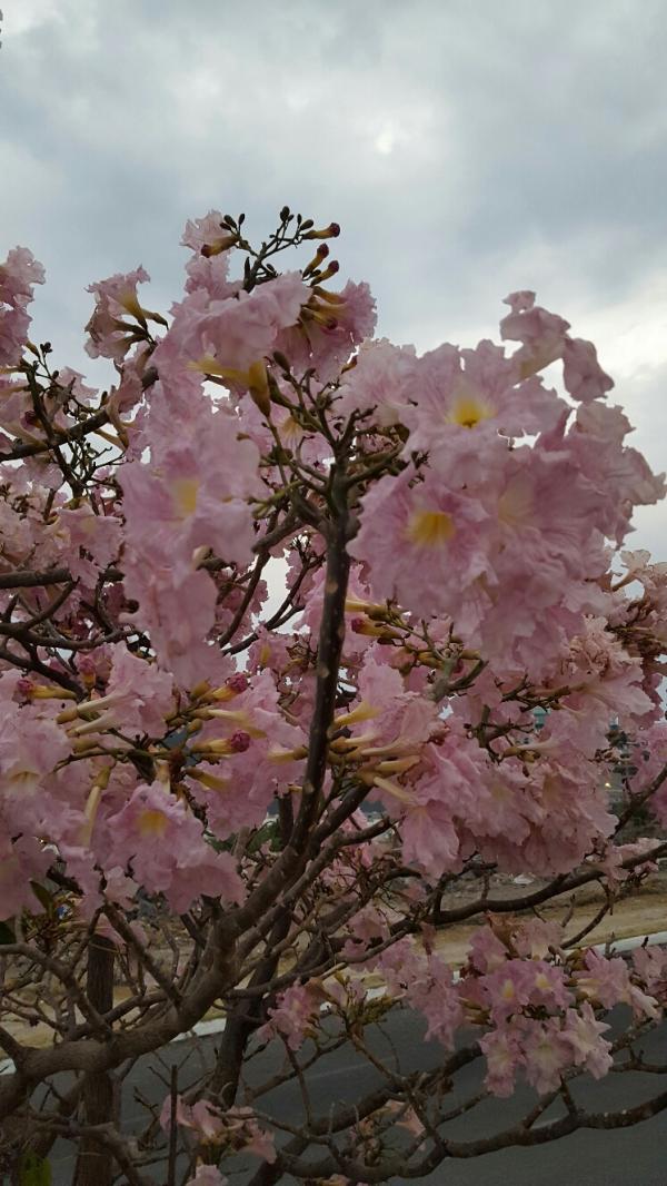 Ayuda para identificar este arbol. En primavera queda lleno de flores rosas