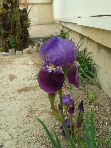 Flores y bulbos - ID flor morada: Iris germanica