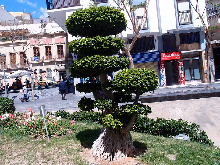 Árboles - Ficus microcarpa