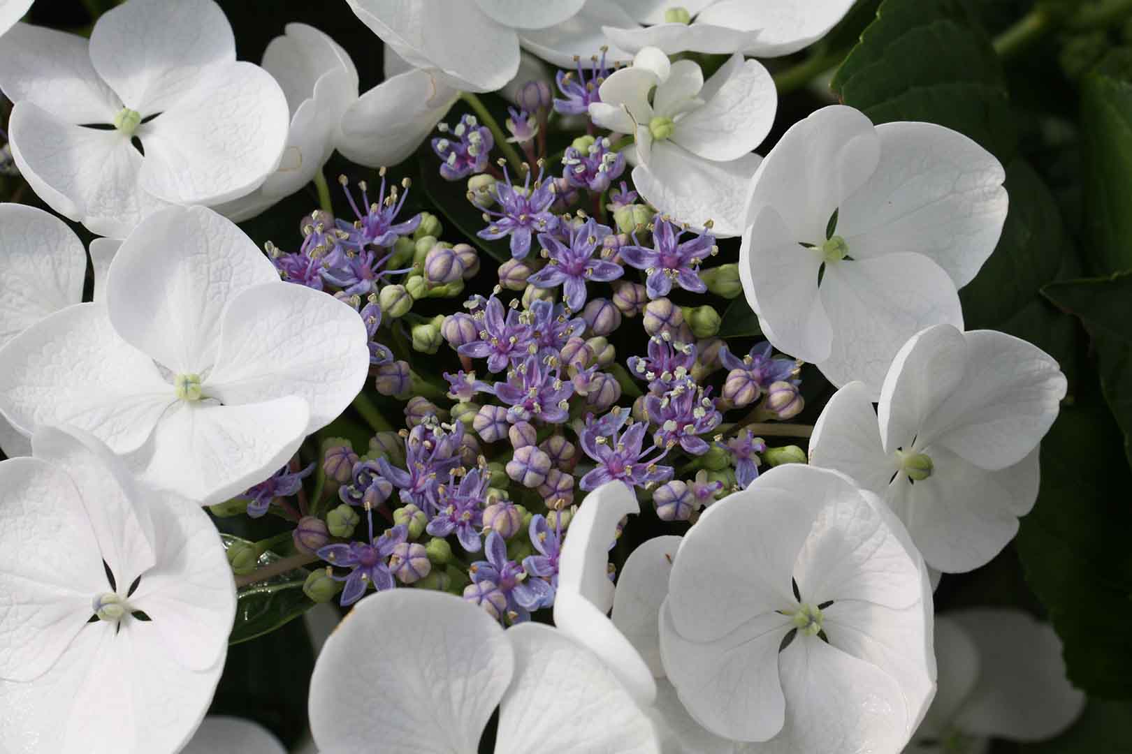 Que variedades de hortensias tienes ¿pones foto?