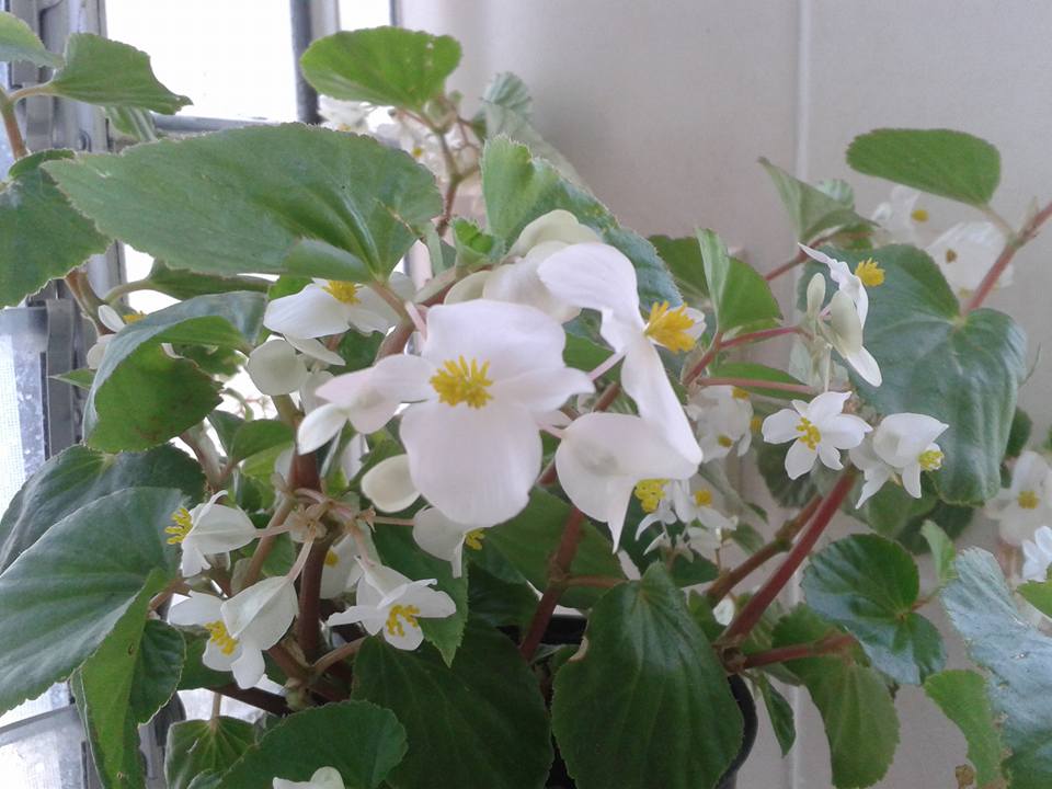 Identificar: Begonia fischeri?