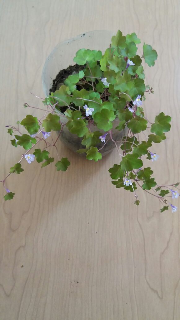 Planta rastrera cubresuelo con flor violeta