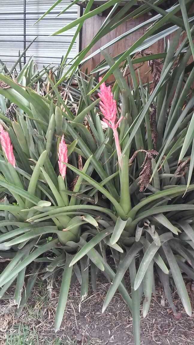 Planta parecida a la piña o ananá