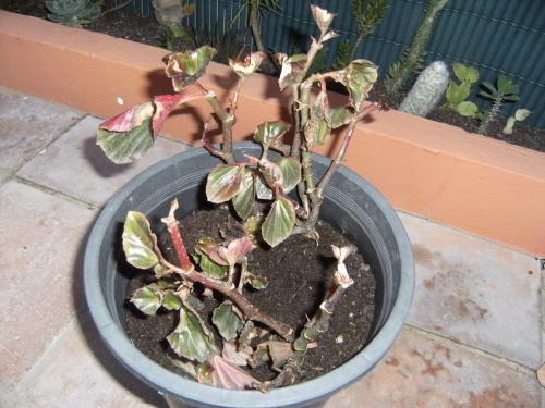 Begonia enferma