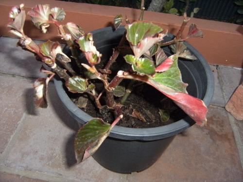 Begonia enferma