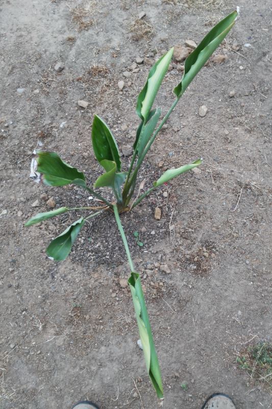 Flor del pájaro... ¿Por qué están así sus hojas????