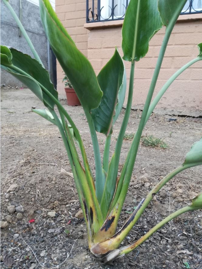 Flor del pájaro... ¿Por qué están así sus hojas????