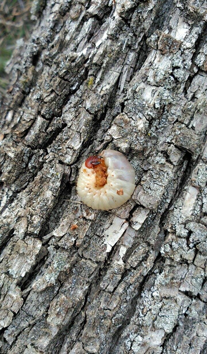 Gusanos que se comen las raices de los árboles frutales.