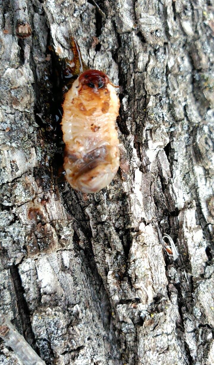 Gusanos que se comen las raices de los árboles frutales.